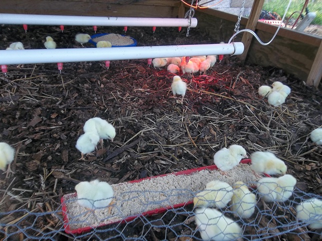 ChicksInBrooder