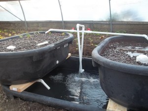 Aquaponics