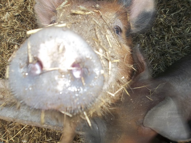 PasturedPigs1