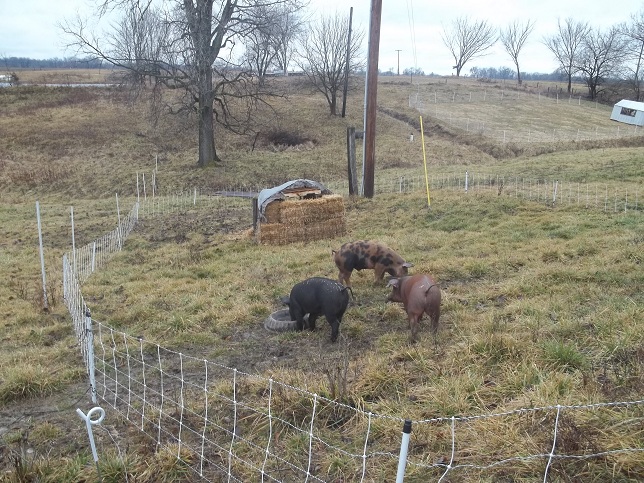 ChangingPigPastures4