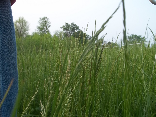 Fescue