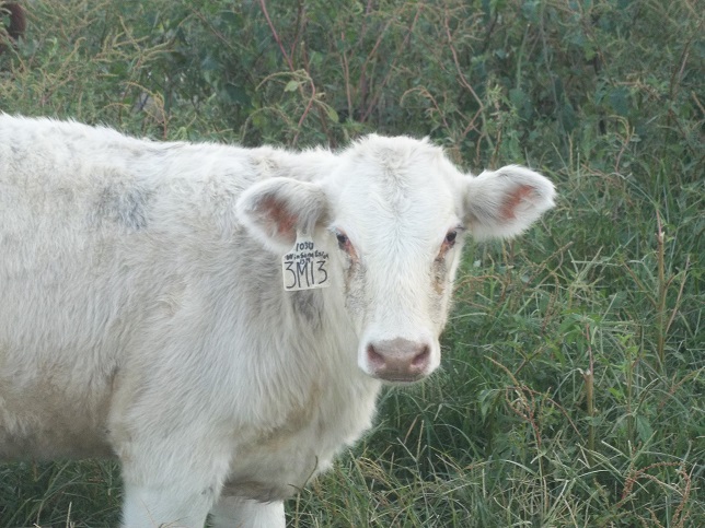 WhiteHeifer