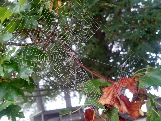 TangledWeb