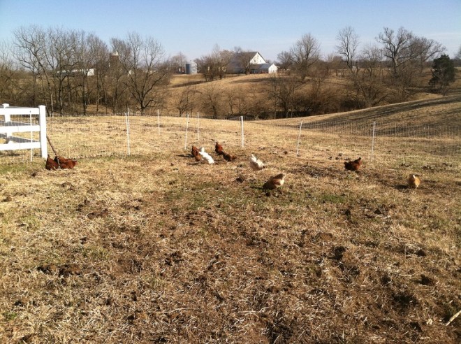ChickensOnPasture6