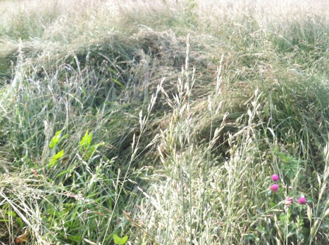 Fescue