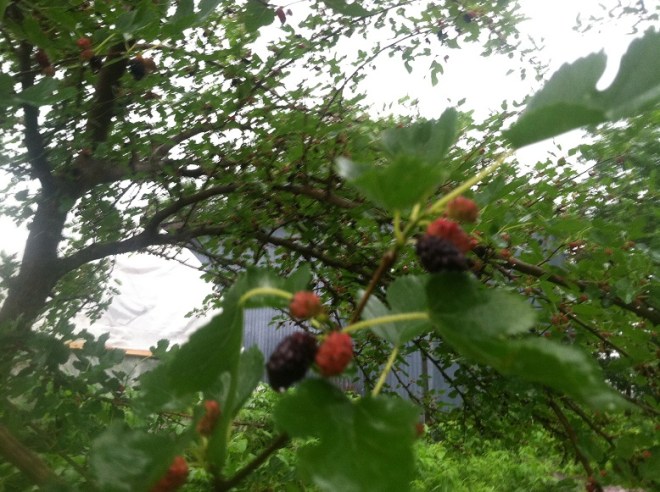 Mulberries