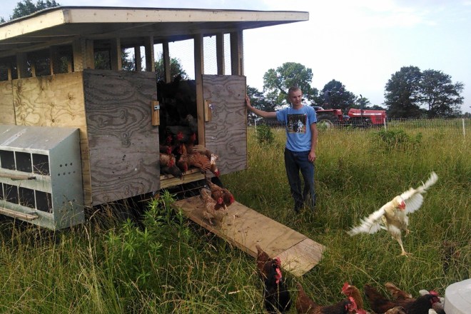 alarm clock chickens 2