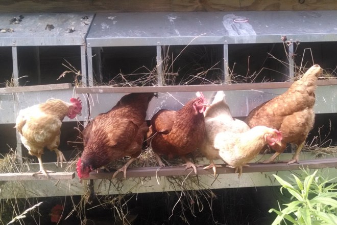 alarm clock chickens