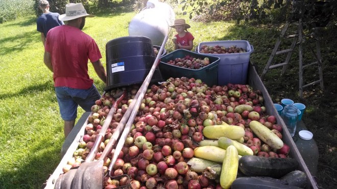 that's alot of apples