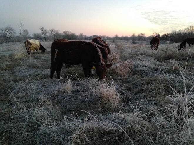FrostyCows