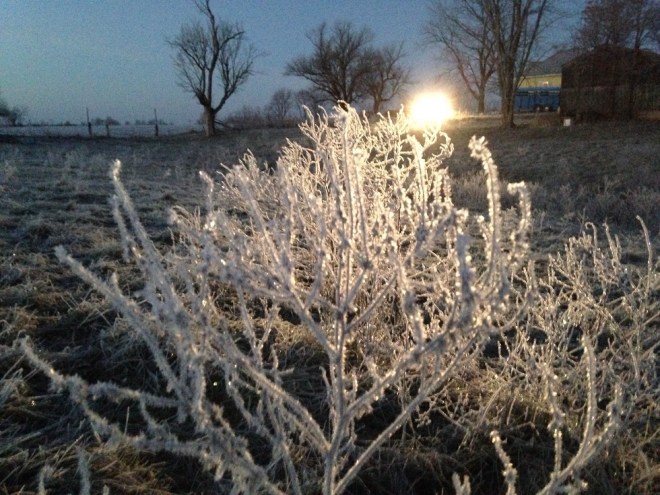 FrostyWeeds